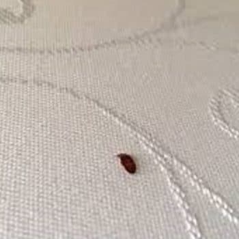 Bed bug exterminator near me