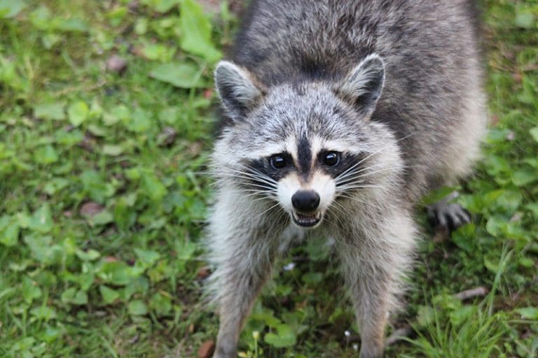 Are raccoons dangerous