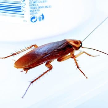 cock roach in my sink