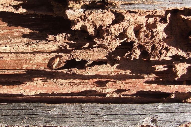 termite damage in my house