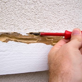 Is this termite damage