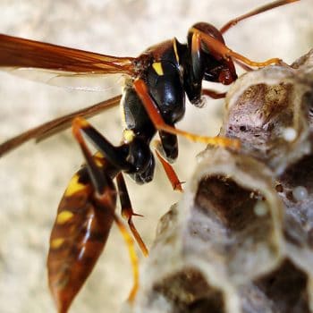 wasps making nest on my house