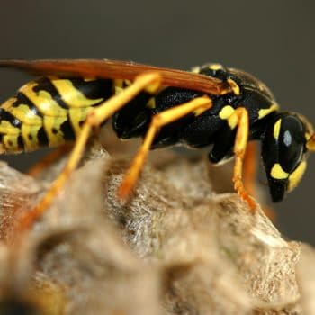 Wasps making a nest on my house