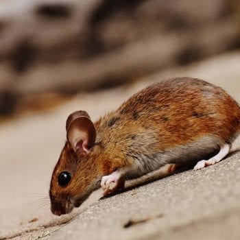 mice pest control
