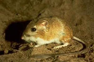 Rodent Pest Control