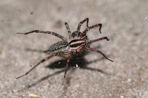 Signs You Need Spider Pest Control in Wyoming Best Pest Control Casper WY