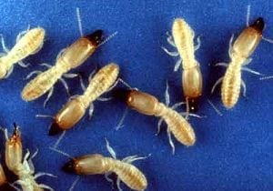 Termite Pest Control