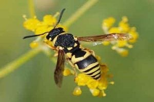 Wasp Pest Control
